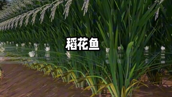 How do you raise rice-fish?