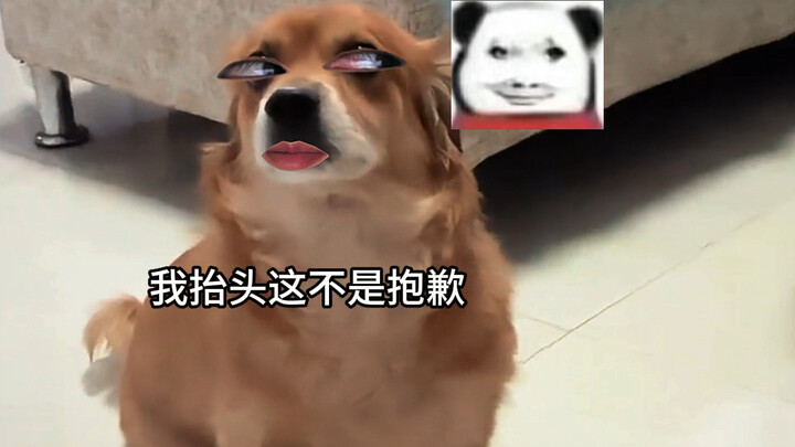 Dog: Hehe, showing off my skills before a master.