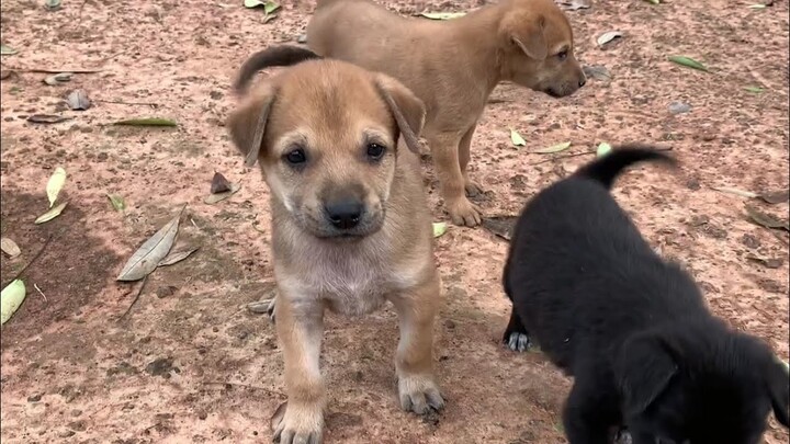 หมา​น้อย​น่ารัก​เดินกระดิก​หาง​
