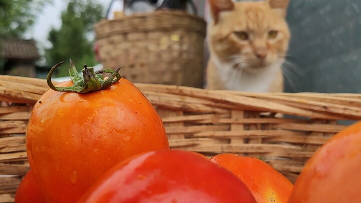 Cat: The whole village’s hope has had a bountiful harvest!