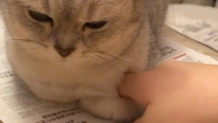 The kitten tries putting its paws in its pockets for the first time.