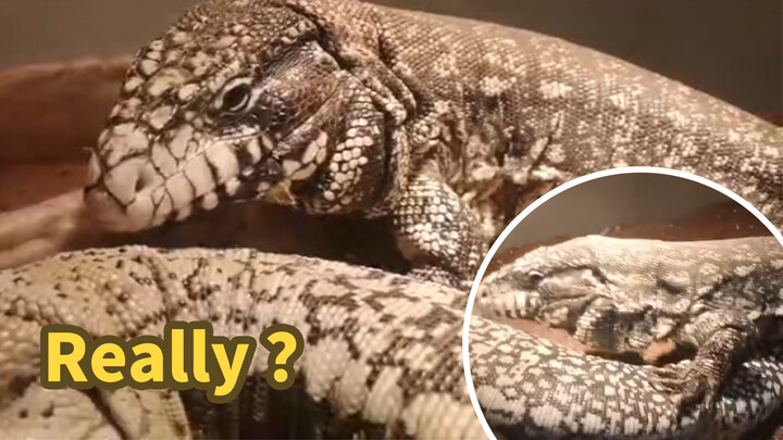 A Horny Tegu Lizard…