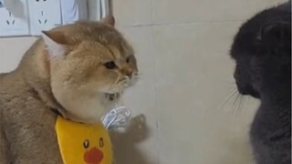 قلل من لوم نفسك، وزد من إدانة الآخرين