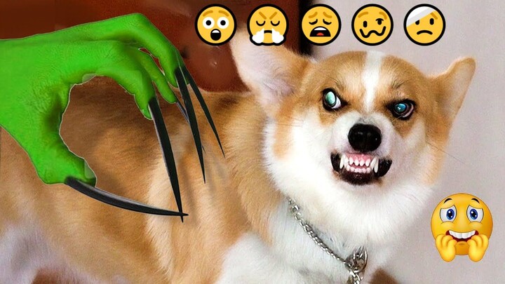 LOL! Scare Your Dog To See Their Funny Reaction _ Pets Island