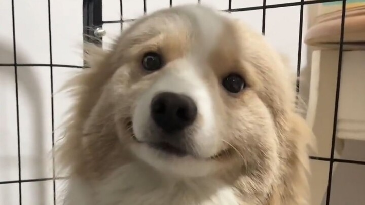 Dog: You don’t hit a smiling dog who’s reaching out!