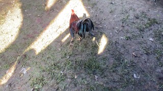 Fiesta fight barangay)”(tabla pula Sakin part1 kadawang fight tong manok na to nex video