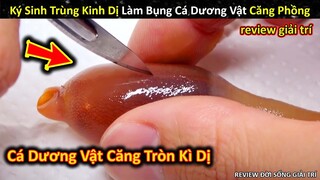 Bí Mật Kinh Dị Phía Trong Bụng Cá Dương Vật Căng Tròn || Review Giải Trí Đời Sống