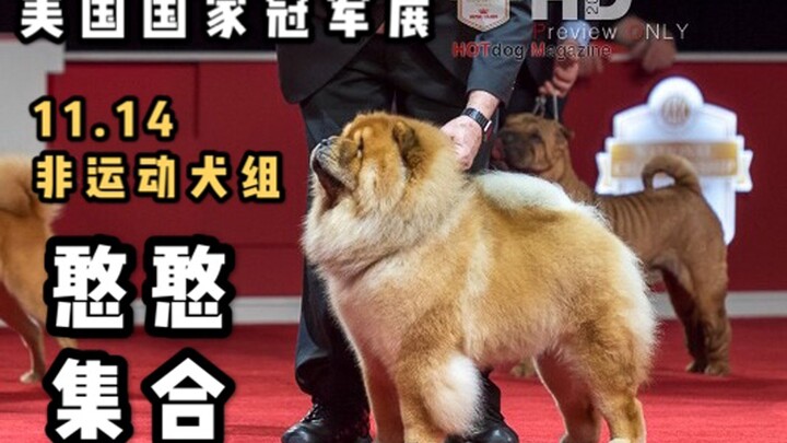 Clumsy Crew, Non-Sporting Group – 2019 American National Championship Show, Part 1