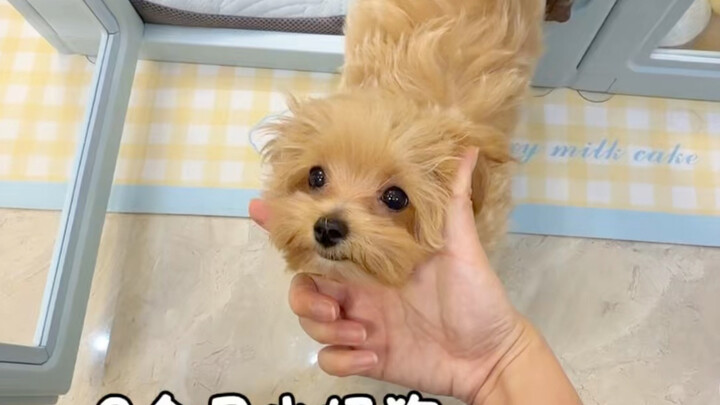 ลูกหมาตัวน้อยวัย 3 เดือนอาบน้ำครั้งแรก…