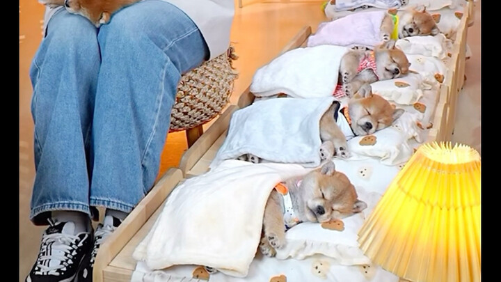 I was still thinking the one sleeping under the little blanket was a fake dog—until the streamer pic