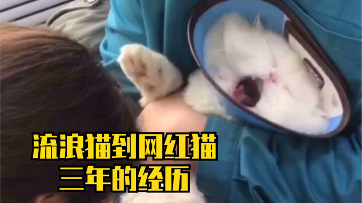 Trong ba năm kể từ khi tôi nhặt được cậu ấy, cậu ấy đã trải qua những gì? Mong sao thế giới này vẫn 