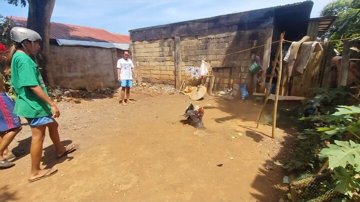 Peruvian 4.5kilos vs DOME