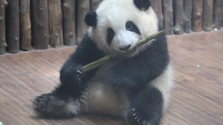 【Panda He Hua】Finally Looking Like a Real Bear