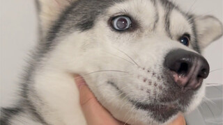 บ้านไหนที่ฮัสกี้กินกระเทียมทั้งกลีบแบบสดๆ แล้วกลืนลงไปเลยล่ะ?