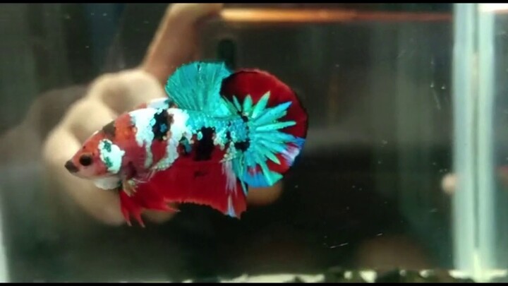 CUPANG GALAXI MULTICOLOR