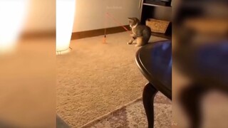 mèo học cách dùng cần để câu cá