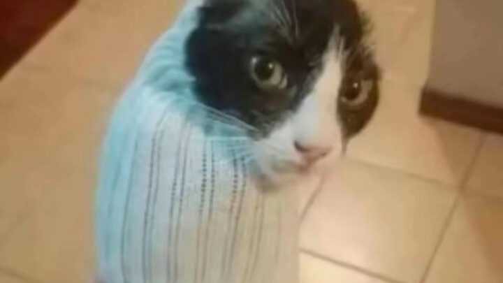 A kitten’s fart is causing global warming