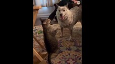 funny animals 10 有趣的动物