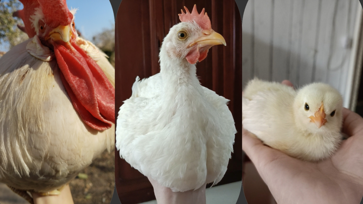 “Nghĩ rằng mình chỉ nặng 30 gram, kiên trì ngồi trên tay tôi”