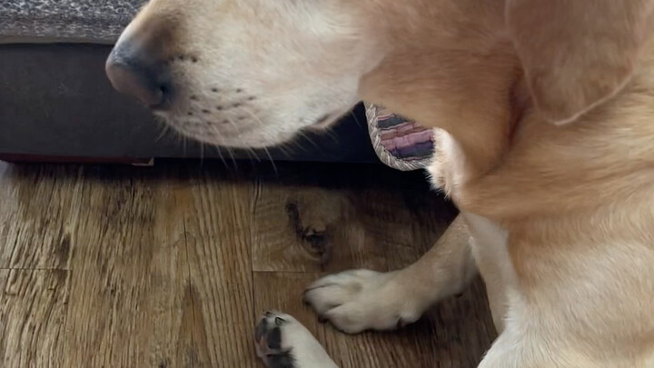 How do dogs differ from cats when they misbehave?