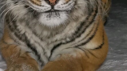 ฮวาฮวา แม่เสือสุดสวยแห่งทัพฮวาเจีย มาหาพี่น้องชาวเน็ตอีกแล้ว ใครชอบฮวาฮวากดไลก์และคอมเมนต์กันหน่อยนะ