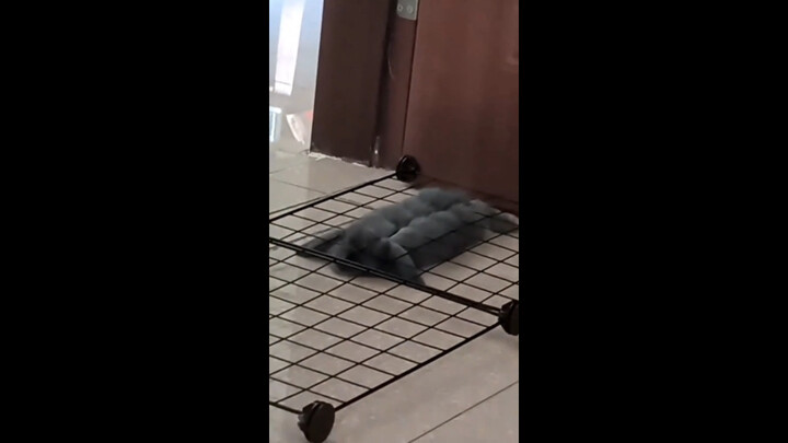 “Violent Bunnies”