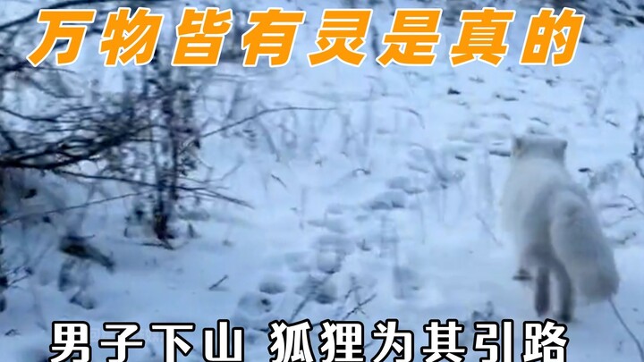 原来万物皆有灵是真的，男子不小心迷了路，最后被狐狸领着下山