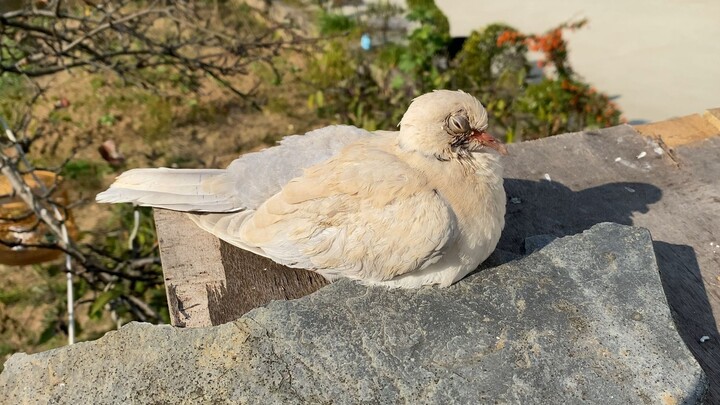 เหยี่ยว: ที่นี่มีขนมเยอะมาก งั้นกินสีขาวก่อนแล้วกัน!