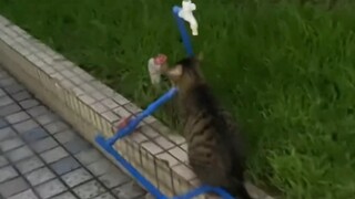 Kucing kecil yang duduk di sana dengan patuh dan menunggu seseorang memberinya air panas!