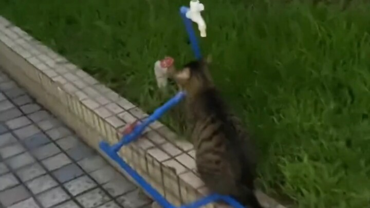 Kucing kecil yang duduk di sana dengan patuh dan menunggu seseorang memberinya air panas!