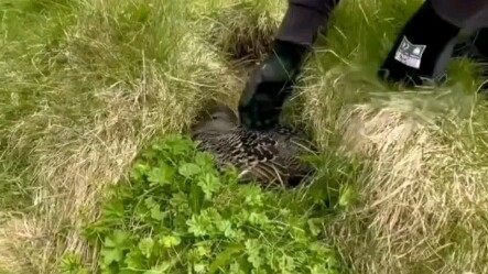 Boldly stealing the duck mother's down feathers