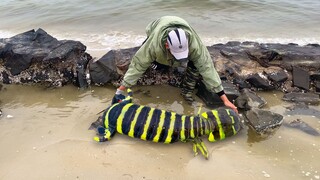 阿聪赶海遇到新物种，全身发黄变异令人胆颤，个头还不小