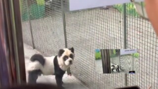 Saya seekor panda, saya berbohong kepada Anda bahwa saya adalah anak anjing