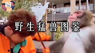 【คู่มือมนุษย์ป่า】จัดการสัตว์ร้ายในป่าได้อย่างง่ายดาย!