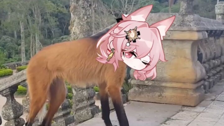 [Animal Ark] ภาพอันล้ำค่าของหมาป่าสีชมพูขายาวใน Jiyacheng