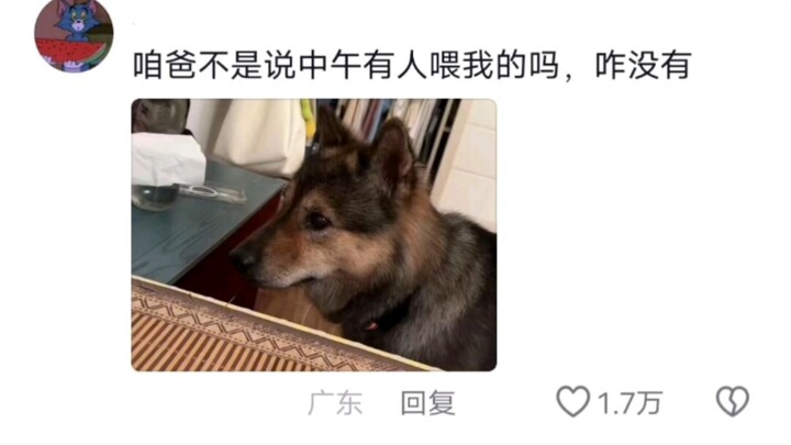 🐶: ตามเธอมา ฉันสามวันอดอาหารถึงเก้ามื้อ