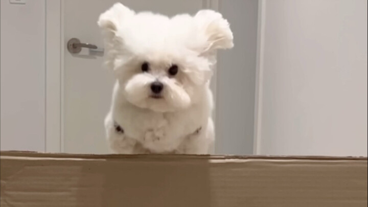 นักบินตัวน้อย ฉันมาอีกแล้ว ซู่ๆๆ～