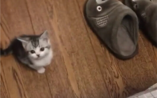 A little kitten born with spiritual abilities～