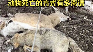 Animal Mysterious Death Identification 95