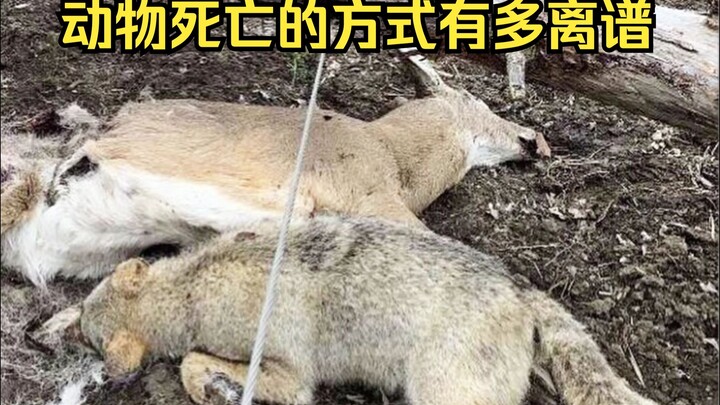 تحديد الوفاة الغريبة للحيوانات 95