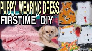 SHIH-TZU WEARING DRESS  | DIY PUPPIES DRESS | CUTE PUPPIES FUNNY