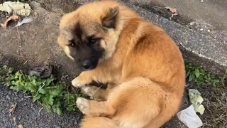 โอเคโอเค ลูกสุนัขเสินอวี่หายไปแล้ว...