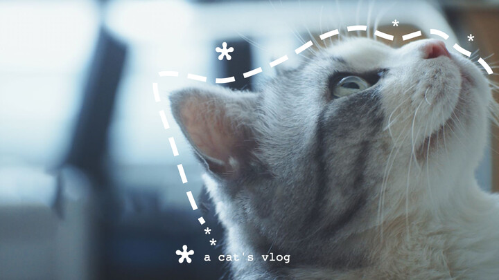 As a Cat, I Shot My First Vlog