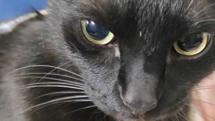 Meow Rules, Swift Meow: Yi Ji with a Lucky Face Sings Mountain Songs