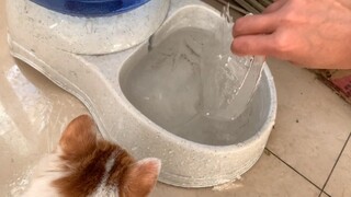 Take Care Of Stray Cats In The Cold Snap