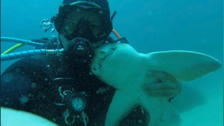 Hiu kepala miring, membunuh dengan menepuk kepalanya, apakah ini masih hiu yang saya kenal?