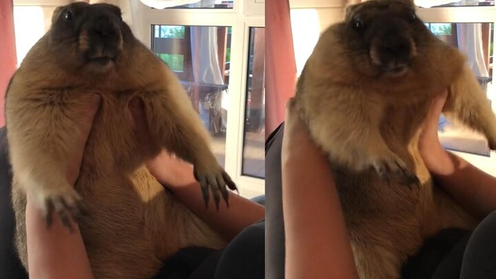 Đây là một chú chuột đất có thể ôm, hôn và bế lên cao! Rất dễ nựng!