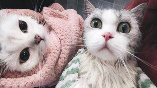 The cat owner went crazy and washed two cats at the same time. The cats kept swearing and almost fou