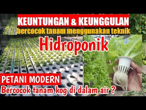 Bercocok tanam menggunakan teknik hidroponik | KEUNTUNGAN DAN KEUNGGULAN BERCOCOK TANAM HIDROPONIK