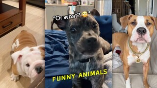 以防大家想看看会说话的狗子🐶